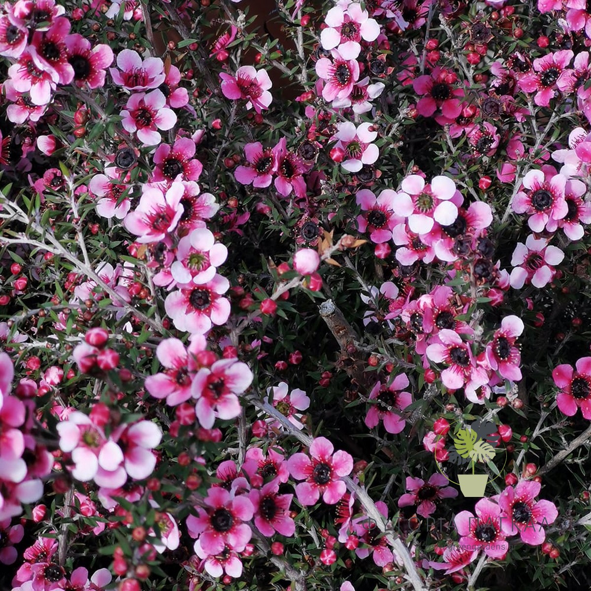 Λεπτόσπερμα ​(Leptospermum scoparium) - 1